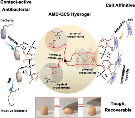 MusselInspired ContactActive Antibacterial Hydrogel With High Cell