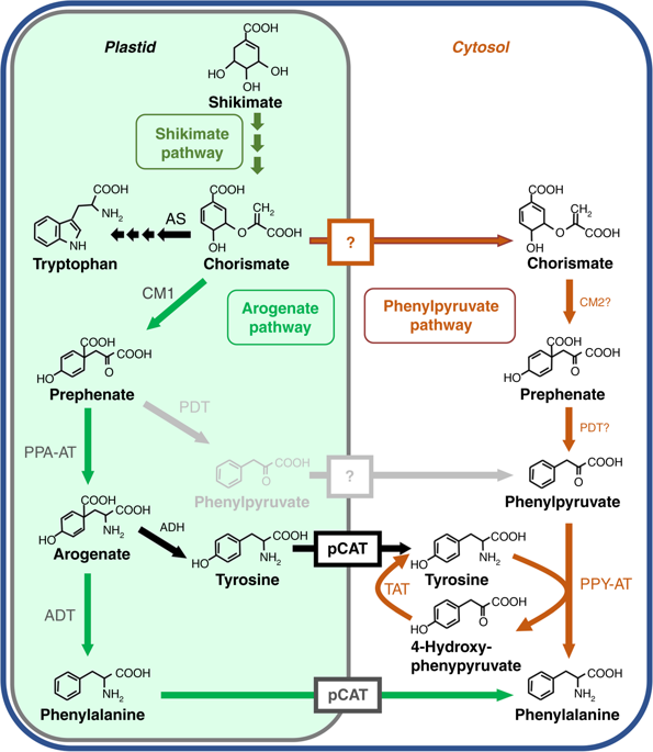 completion of the cytosolic post-chorismate phenylalanine