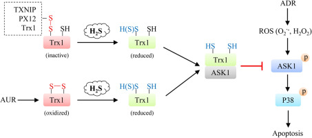 Pharmacological Levels Of Hydrogen Sulfide Inhibit Oxidative Cell