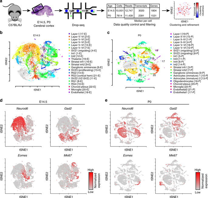 Single Cell Transcriptomic Analysis Of Mouse Neocortical Development