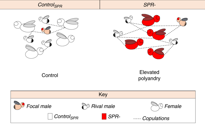 sex peptide receptor-regulated polyandry modulates the balance