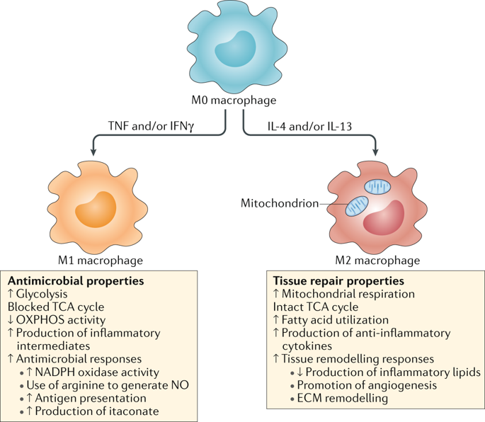 immunometabolism at the interface between macrophages and