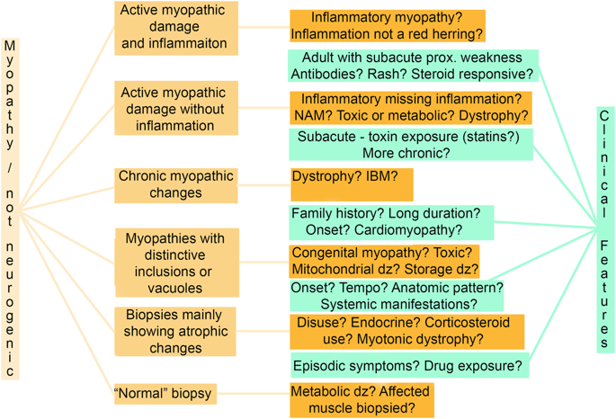 论文详情   the interpretation of muscle biopsies is complex and