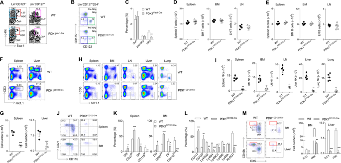 Stage Specific Requirement Of Kinase PDK1 For NK Cells Development And