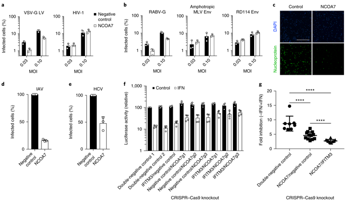 The Interferon Inducible Isoform Of Ncoa Inhibits Endosome Mediated