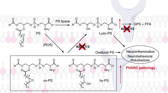 A Chemicalgenetic Screen Identifies ABHD12 As An Oxidized