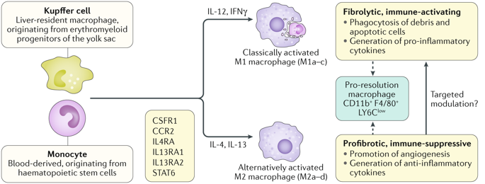 the role of macrophages in nonalcoholic fatty liver disease and