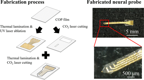 a simply fabricated neural probe by laser machining of a