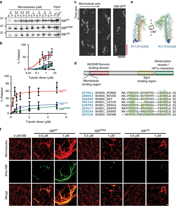 the binding of borealin to microtubules underlies