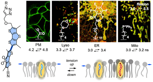 线粒体内质网和溶酶体中成像膜张力的机械敏感荧光探针 Journal of the American Chemical Society X MOL