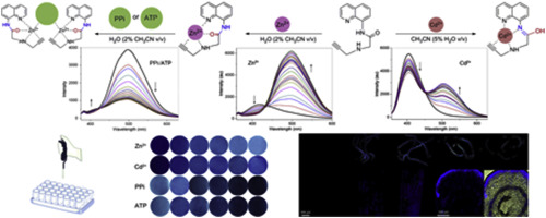 A Quinoline Based Ratiometric Fluorescent Probe For Discriminative