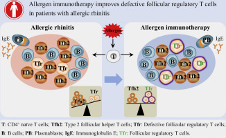 allergen immunotherapy improves defective follicular regulatory