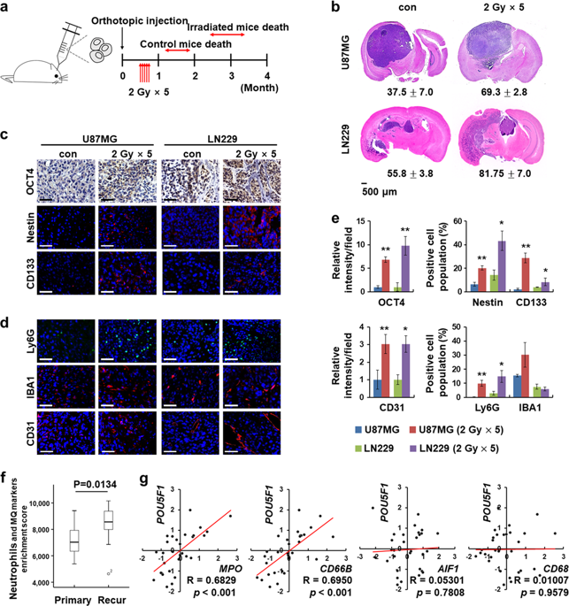 Ly G Inflammatory Cells Enable The Conversion Of Cancer Cells To