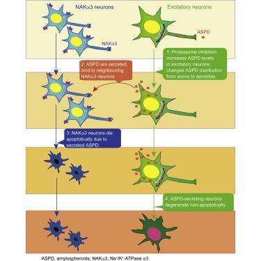 alzheimer aβ assemblies accumulate in excitatory