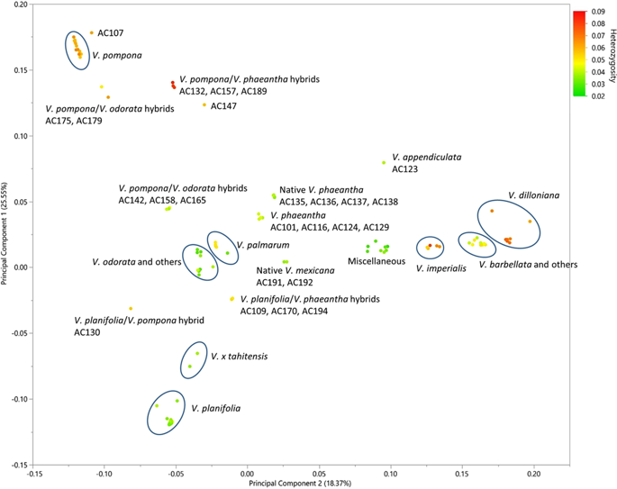 Genomics Based Diversity Analysis Of Vanilla Species Using A Vanilla