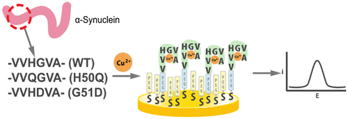 copper(ii) and peptides related to pathological α-synuclein