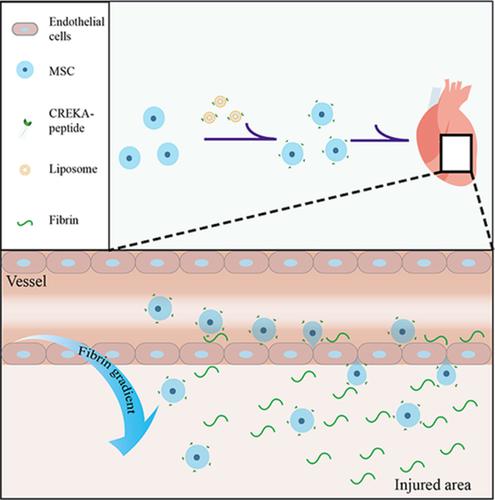 Modification With Creka Improves Cell Retention In A Rat Model Of