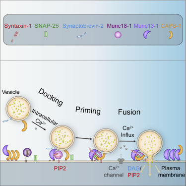 Structural And Functional Analysis Of The Caps Snare Binding Domain