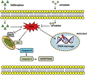 Mitigating Effects Of Apigenin On Edifenphos Induced Oxidative Stress