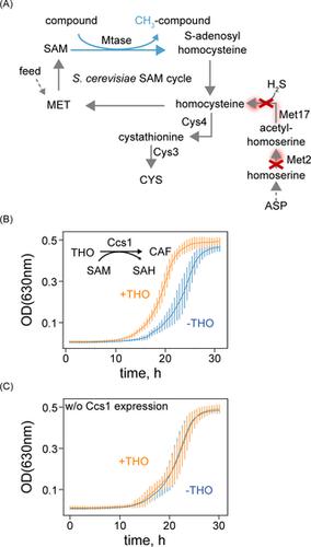 Coupling S Adenosylmethioninedependent Methylation To Growth Design