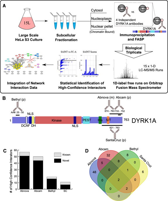 the nuclear interactome of dyrk1a reveals a functional role in
