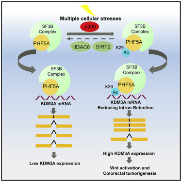 acetylation of phf5a modulates stress responses and colorectal