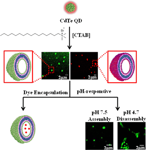 Surfactant Induced Self Assembly Of CdTe Quantum Dots Into Multicolor