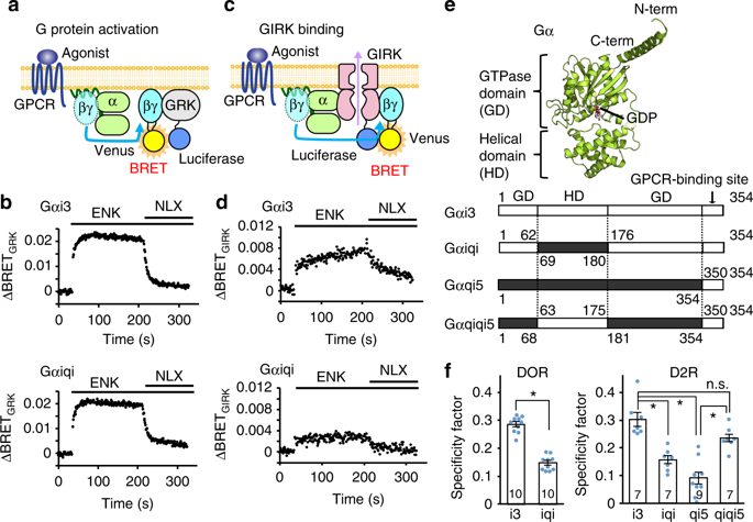 1038/s41467-019-10038-x g protein-gated inwardly rectifying