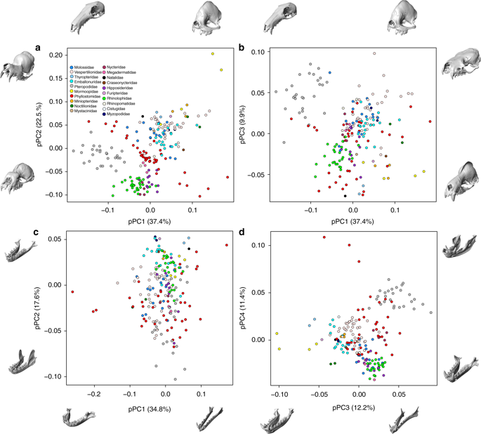 signatures of echolocation and dietary ecology in