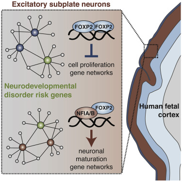 Chromatin Decondensation By Foxp Promotes Human Neuron Maturation And