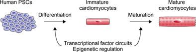 Concise Review Genetic And Epigenetic Regulation Of Cardiac