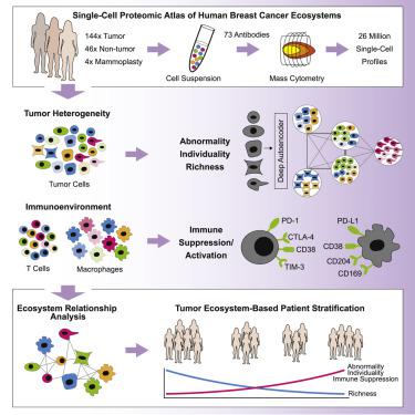 A Single Cell Atlas Of The Tumor And Immune Ecosystem Of Human Breast