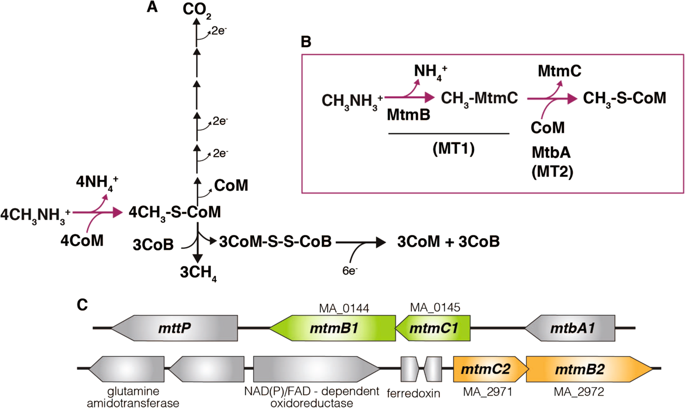 Methylamine Specific Methyltransferase Paralogs In Methanosarcina Are
