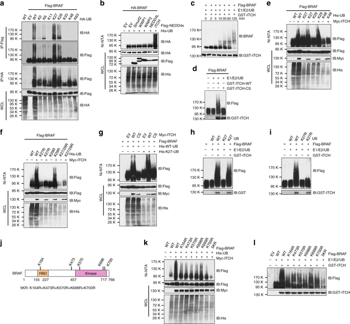 K27 Linked Ubiquitination Of BRAF By ITCH Engages Cytokine Response To