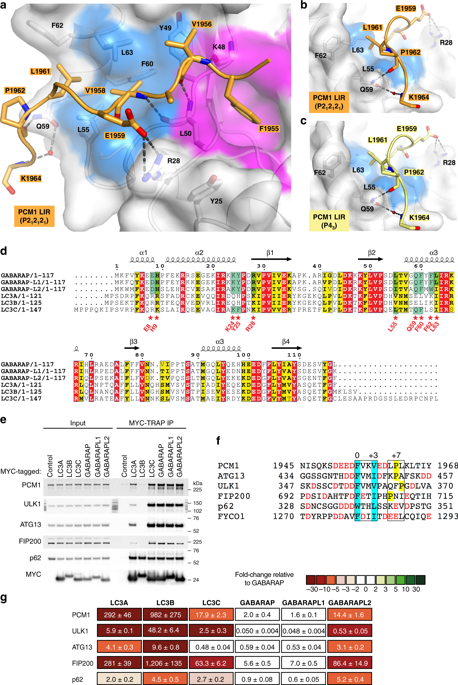 Molecular Determinants Regulating Selective Binding Of Autophagy