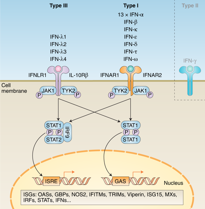 Decoding Type I And Iii Interferon Signalling During Viral Infection