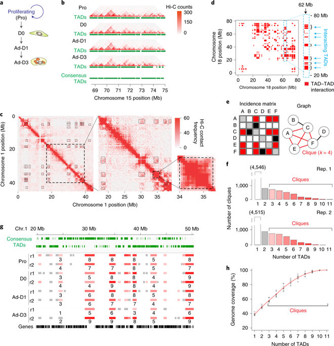 Long Range Interactions Between Topologically Associating Domains Shape