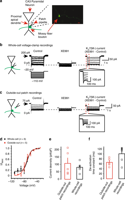 The Subthreshold Active KV7 Current Regulates Neurotransmission By