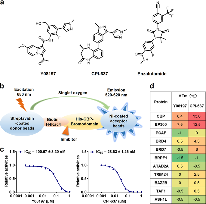 Y Is A Novel And Selective Cbp Ep Bromodomain Inhibitor For The