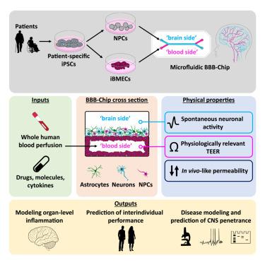 Human IPSC Derived Blood Brain Barrier Chips Enable Disease Modeling