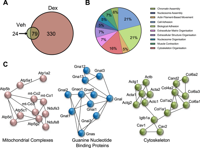 actions in lung inflammation and trichuris muris infection