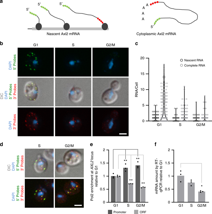 启动子依赖性核 RNA 降解确保细胞周期特异性基因表达 Communications Biology X MOL