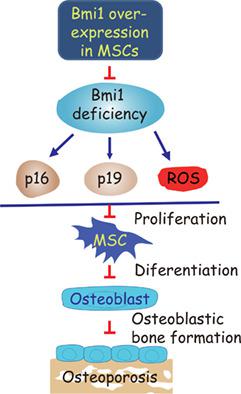 Bmi1 Overexpression In Mesenchymal Stem Cells Exerts Anti Aging And