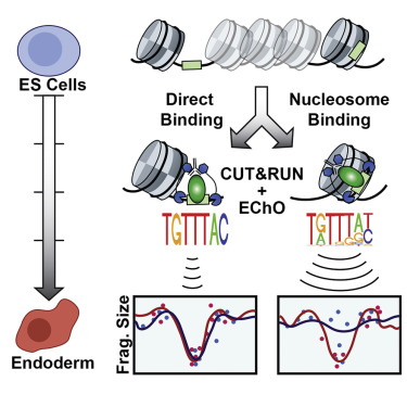 Pioneer Factor Nucleosome Binding Events During Differentiation Are