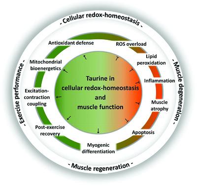 Taurine A Regulator Of Cellular Redox Homeostasis And Skeletal Muscle