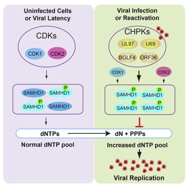 Conserved Herpesvirus Protein Kinases Target Samhd To Facilitate Virus