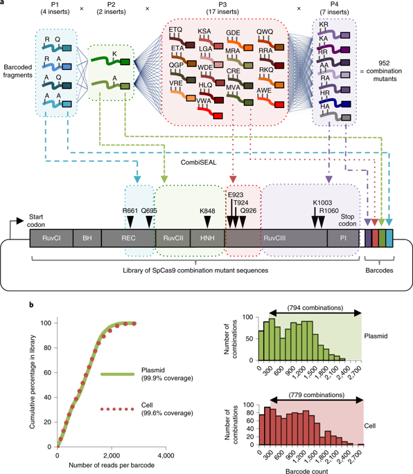 combinatorial mutagenesis en masse optimizes the