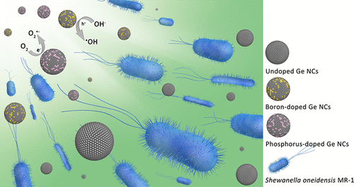 Bacterial Toxicity Of Germanium Nanocrystals Induced By Doping With