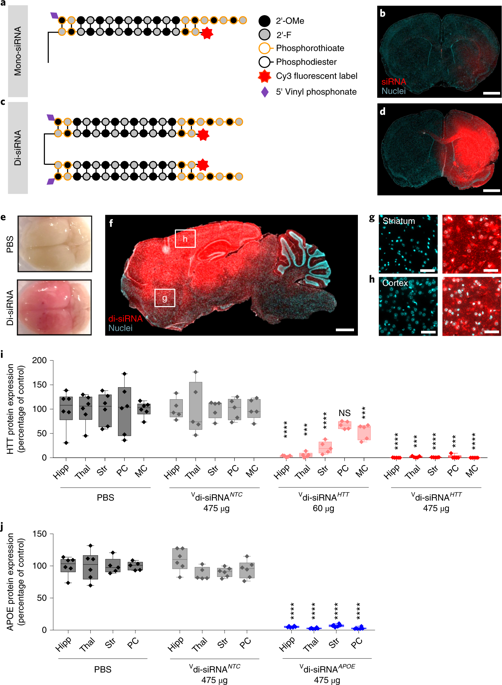 A Divalent SiRNA Chemical Scaffold For Potent And Sustained Modulation