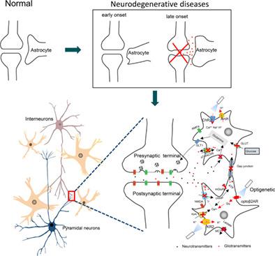 从突触到神经元网络的星形胶质细胞的光遗传学操纵神经退行性疾病的潜在治疗策略 Glia X MOL